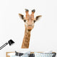 Giraffe Watching You Wall Decal