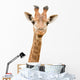 Giraffe Watching You Wall Decal