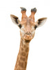 Giraffe Watching You Wall Decal