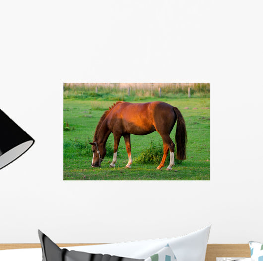 Grasendes Pferd 1