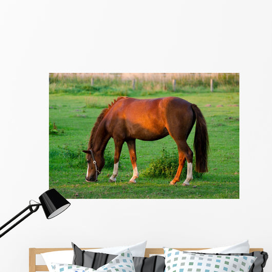 Grasendes Pferd 1