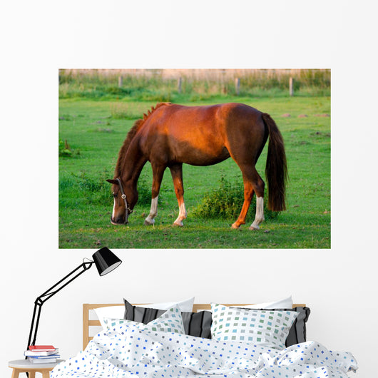Grasendes Pferd 1