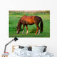 Grasendes Pferd 1