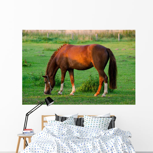 Grasendes Pferd 1