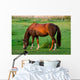 Grasendes Pferd 1