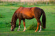 Grasendes Pferd 1