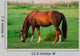 Grasendes Pferd 1
