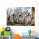 Lemur Family