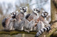 Lemur Family
