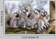 Lemur Family