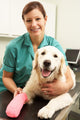 Female Veterinary Surgeon Treating