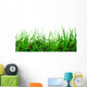 Grass