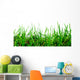 Grass