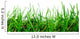 Grass