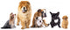 Group Dogs Front White