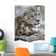 Snow Leopard Wall Mural