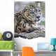 Snow Leopard Wall Mural