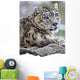 Snow Leopard Wall Mural