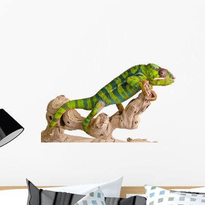 Colorful Chameleon shown on a wall