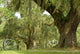 Live Oaks and Spanish Moss 1 Wall Mural