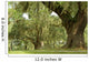 Live Oaks and Spanish Moss 1 Wall Mural