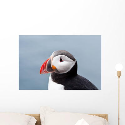 Cute Puffin Bird up Wall Mural shown on a wall