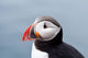 Cute Puffin Bird up Wall Mural