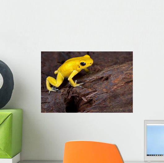 Poison Frog