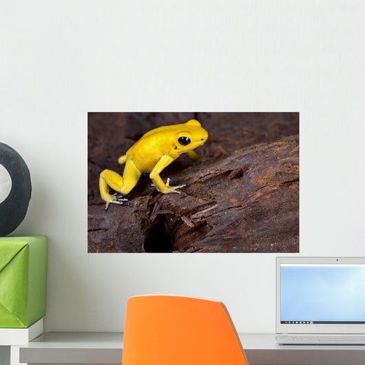 Poison Frog