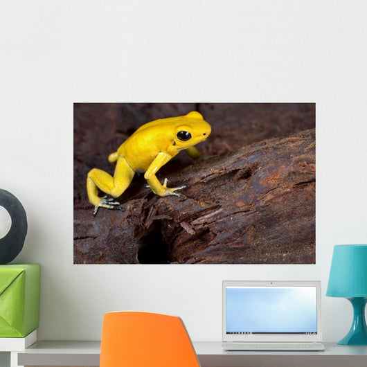 Poison Frog