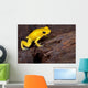 Poison Frog