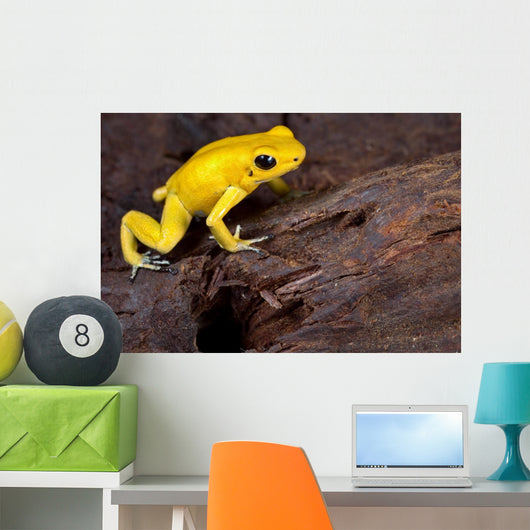 Poison Frog