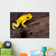 Poison Frog