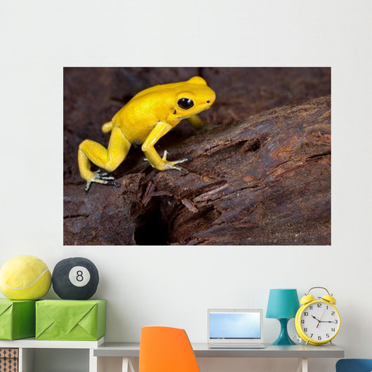 Poison Frog