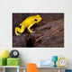 Poison Frog