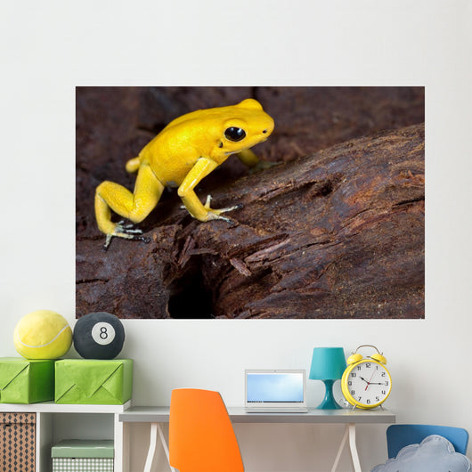 Poison Frog