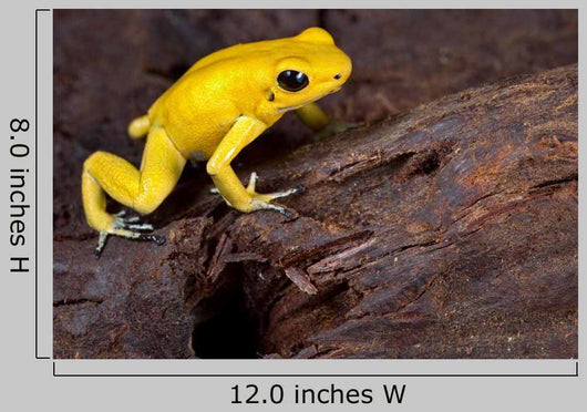 Poison Frog