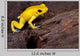 Poison Frog