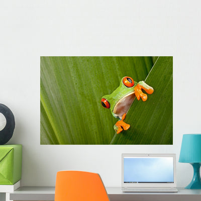 Red Eyed Tree Frog shown on a wall