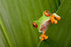 Red Eyed Tree Frog
