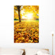 Sunny Autumn Foliage
