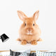 Fuzzy Rabbit Wall Decal