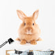 Fuzzy Rabbit Wall Decal