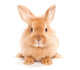 Fuzzy Rabbit Wall Decal