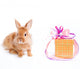 Rabbit and Present Wall Decal