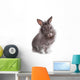 Young Adorable Little Bunny
