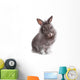 Young Adorable Little Bunny