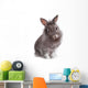 Young Adorable Little Bunny