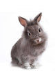 Young Adorable Little Bunny