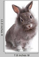Young Adorable Little Bunny